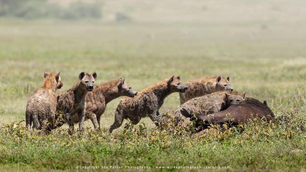 Spotted Hyaenas at a Buffalo carcass, Ngorongoro Crater, Tanzania