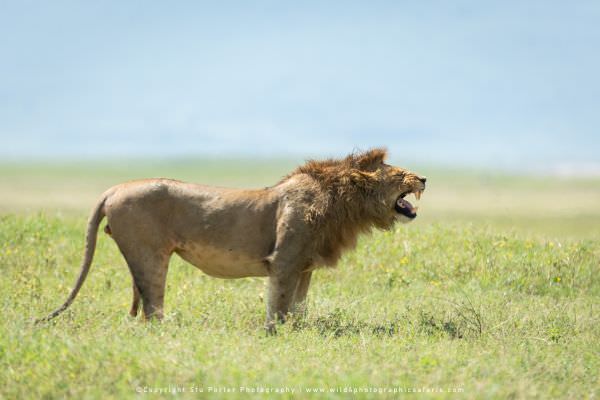 Male Lion exhibiting the "flehmen response" - Ngorongoro Crater, Tanzania