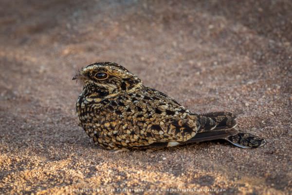 Typically nocturnal, it was a rare sight to see this Nightjar out in the dayl time - Serengeti Natio