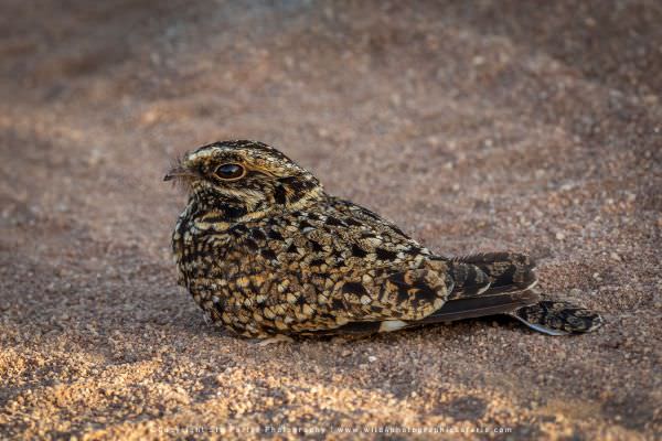 Typically nocturnal, it was a rare sight to see this Nightjar out in the dayl time - Serengeti Natio Typically nocturnal, it was a rare sight to see this Nightjar out in the dayl time - Serengeti Natio