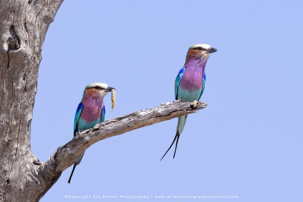 Two Lilac-breasted Rollers perched on a branch by Stu Porter, Wild4 Photo Safaris