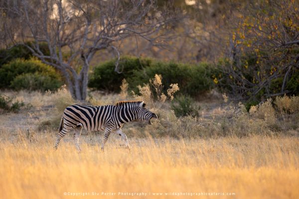 Zebra displaying teeth in the Okavango Photo by Stu Porter