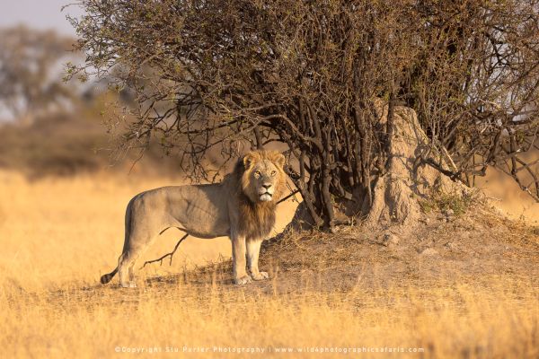 Large male lion standing next to a mound Wild4 Photo Safaris