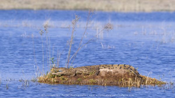 Crocodile with open mouth in Botswana Wild4 Photographic Tours