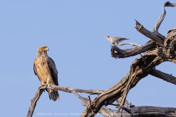 Raptor and prey bird in a tree Wild4 Photo Safaris