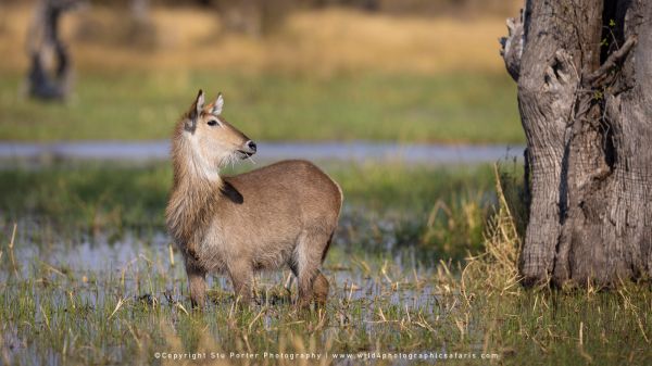 Waterbuck in Moremi marshland by Stu Porter Photography