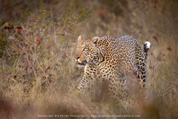 African leopard stalking through dry grass in Moremi Game Reserve