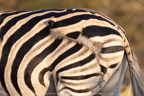 Zebra survival story in Botswana from Wild4 Photo Safaris