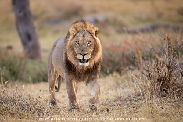 Male lion with large mane walking directly toward camera