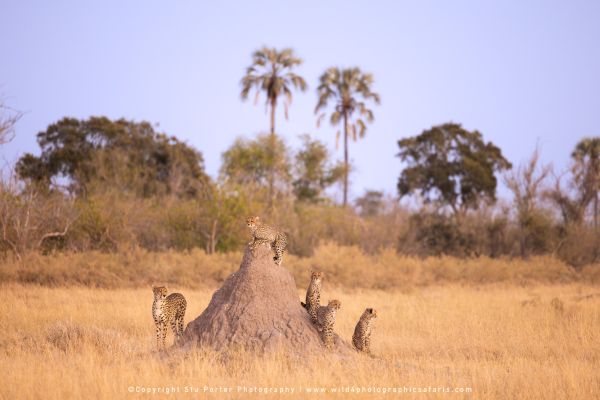 Group of five cheetahs on a large termite mound Photo by Stu Porter