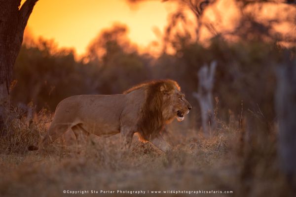 Sunset lion safari in Okavango by Stu Porter Photography