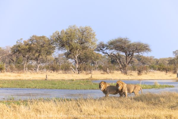 Two male lions standing at the edge of Okavango waterway