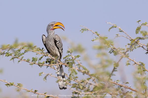 African hornbill portrait by Wild4 Photographic Tours