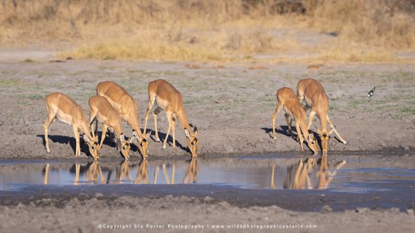 Impala reflections during a Botswana sunset Wild4 Photo Safaris