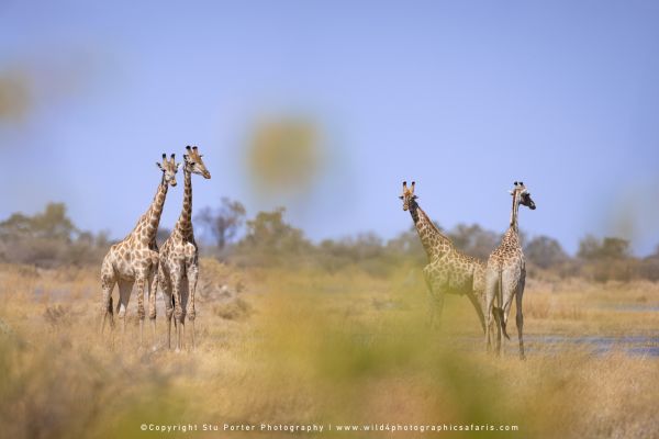 Four giraffes standing in golden afternoon light Wild4 Photographic Tours