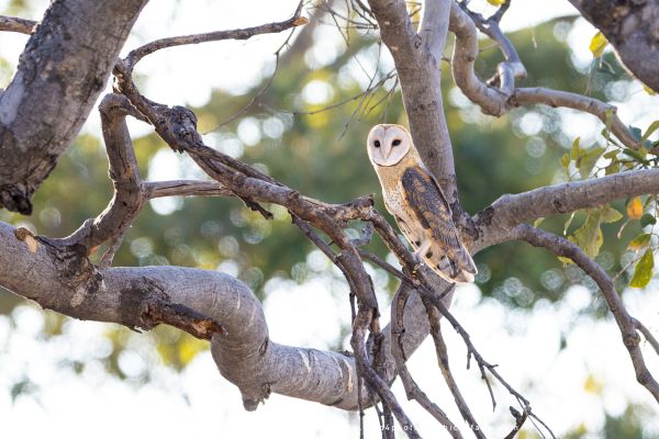 Barn Owl perched in a tree during daylight Photo by Stu Porter