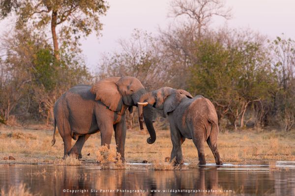 Young bull elephants play fighting in Botswana Wild4 Photo Safaris