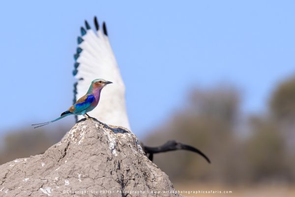 Colorful roller bird in the Moremi bush Wild4 Photographic Tours
