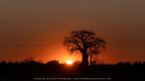 Silhouette of a Baobab tree against a deep sunrise by Stu Porter Photography