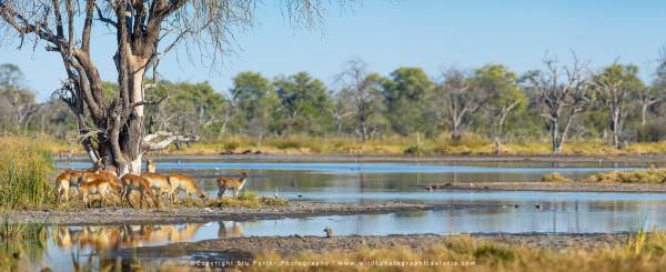 Red Lechwe at Leopard Lagoon, Khwai Concession Botswana. Africa Photo Safari. Wildlife Panorama