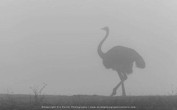 An Ostrich in the early morning mist in the Ndutu area - Tanzania © Stu Porter Photo Safaris