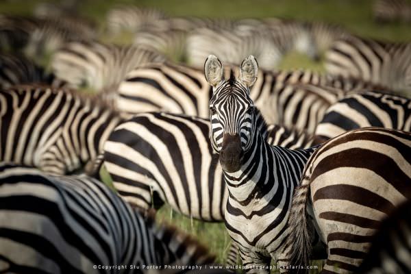 Zebra in the Serengeti National Park, Tanzania. Small group African Photo Safaris with Wild4
