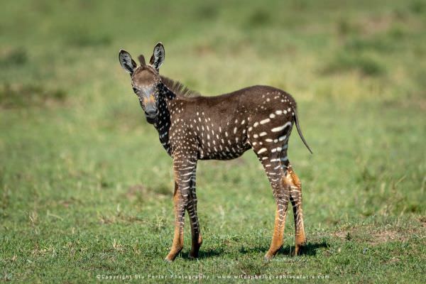 Tira the famous Polka Dot Zebra foal, Maasai Mara, Kenya. African photo safaris