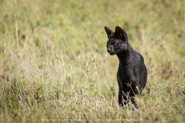 Image of a very rare Melanistic Serval Cat in the Serengeti National park - Tanzania © Stu Porter Af