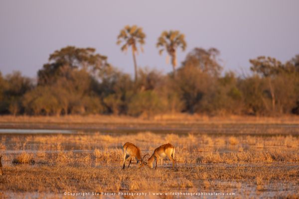Red Lechwe rutting in golden light by Stu Porter, Wild4 Photo Safaris.