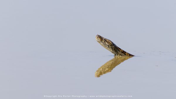 African Rock Python Amboseli Stu Porter