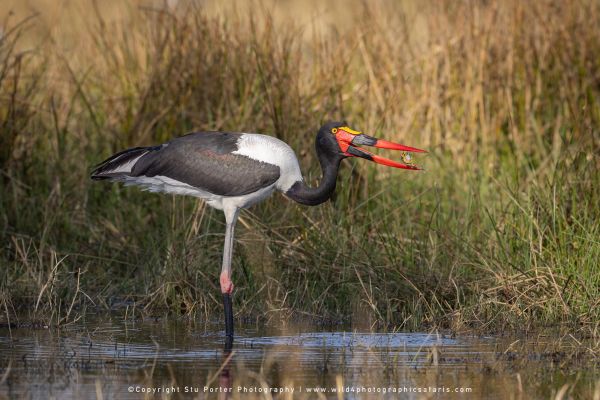 Saddle-billed Stork with frog in beak by Stu Porter, Wild4 Photography Tours