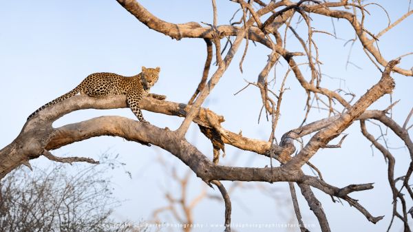 Tree climbing leopard by Wild4 Photographic Tours