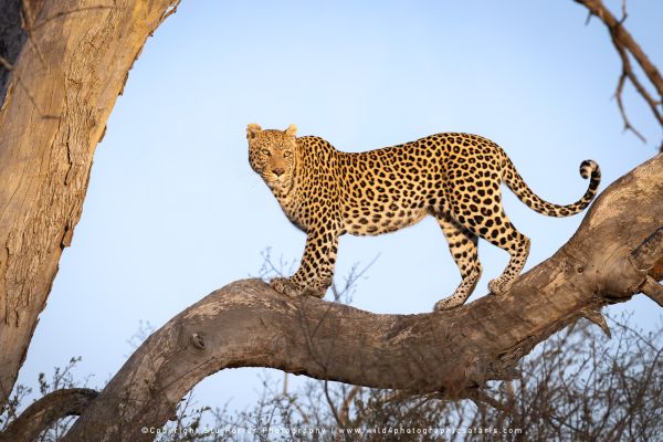 Spotted leopard standing alert on a large tree limb against sky