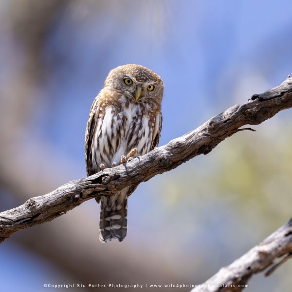 Pearl Spotted Owlet in Savuti Botswana