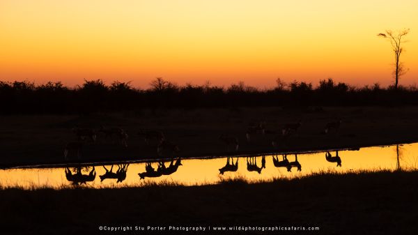 Sunrise wilddog reflections by Photo by Stu Porter