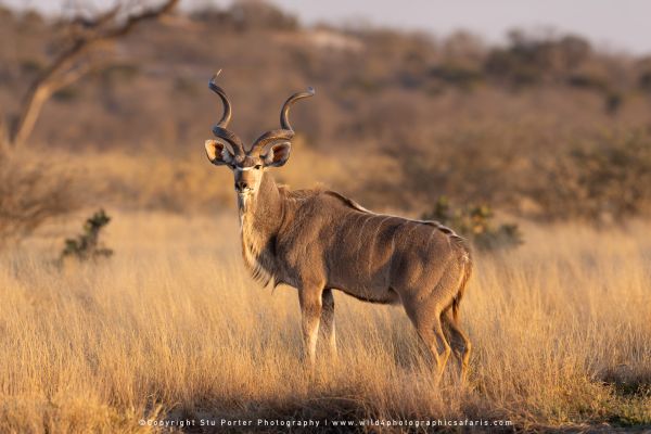 Greater Kudu portrait by Stu Porter