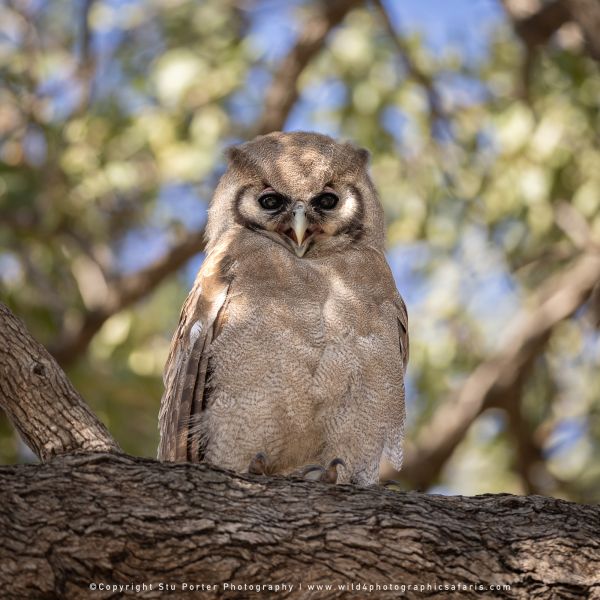 Verreaux's Eagle-Owl by Wild4 Photographic Tours