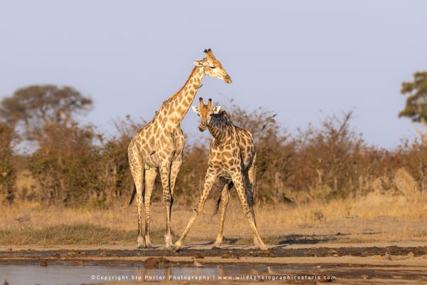 Two giraffes at a waterhole with one splayed out drinking
