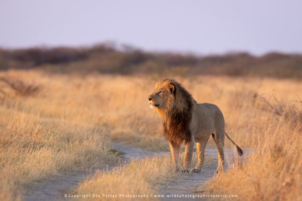 Majestic male lion standing in tall grass during golden hour