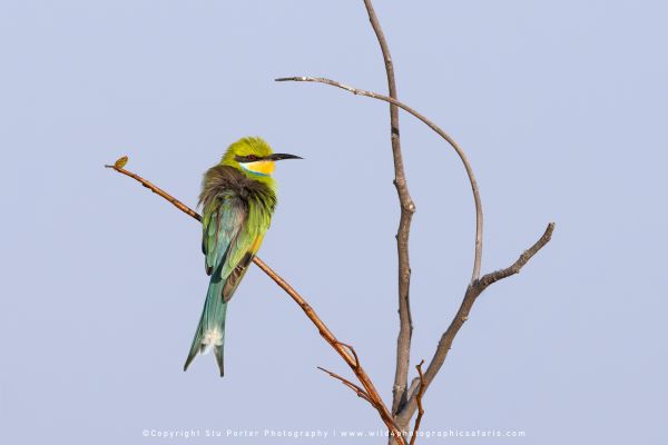 Colorful Swallow-tailed Bee-eater perched on a thin bare twig