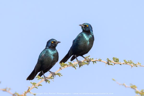 Two iridescent blue starlings perched on a thorny acacia branch