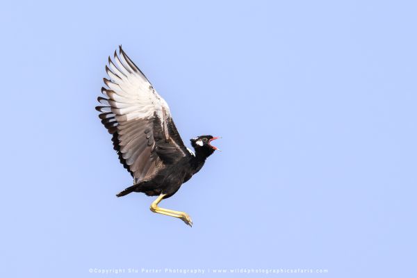 Black and white bird with wings spread flying in blue sky