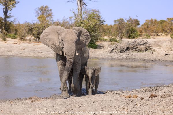 African elephant cow and small calf walking at muddy waterhole