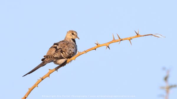 Female Namaqua dove perched on a long curved orange thorny branch