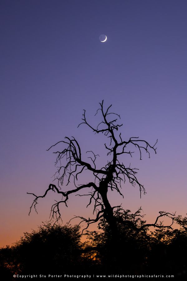 Crescent moon in purple twilight sky above silhouette of dead tree