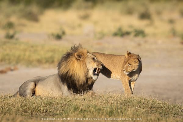 Male Lion and sub adult, Savuti Botswana. Stu Porter Photography Tours