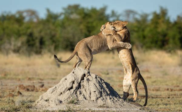 Young Lions playing, Savuti Botswana. African Photographic Safari. Composite image