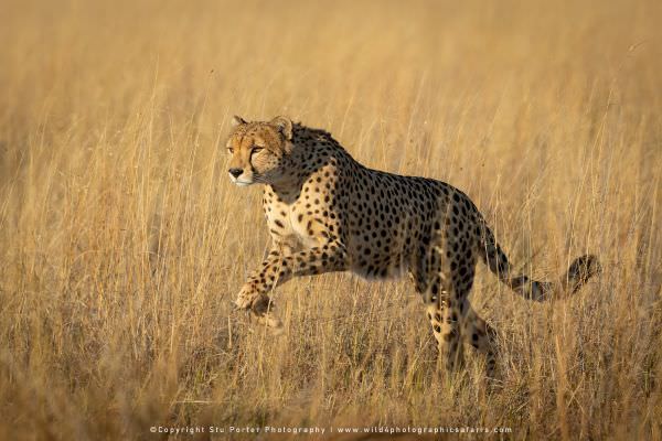 Cheetah running, Savuti Botswana. Small Group Photo Safari Specialists
