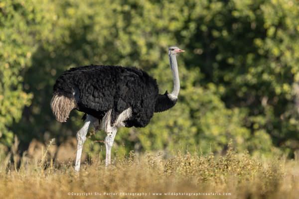 Male Common Ostrich, Savuti Botswana. Stu Porter Photography Tours