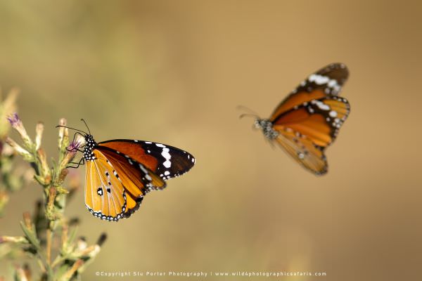 African Monarch Butterflies, Savuti Botswana. Wild4 Photo Safaris